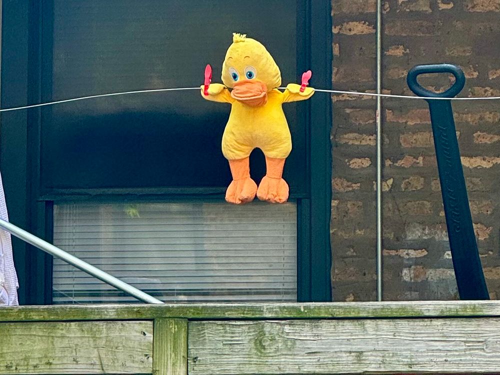 A plush yellow and orange duck toy hangs crucifixion style from an improvised clothesline on a back porch