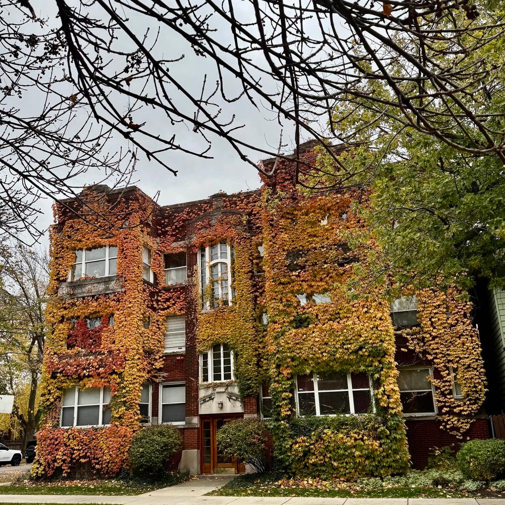 A brick three-story six flat the front of which is almost entirely covered in ivy which has turned gradated shades of red, orange and gold. Shot from across the street. The sky is lead-colored and the top of the frame is a lot of tree branches, mostly bare, hanging down.