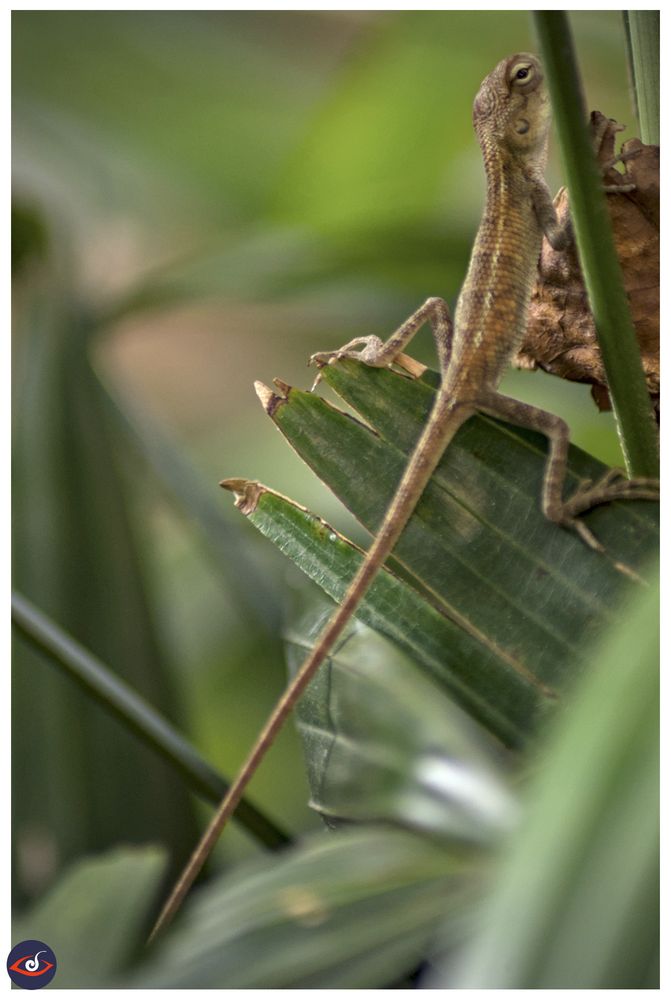 a very young oriental garden lizard sitting on a palm leaf and holding a branch. its face is partially hidden by a branch - and face is partially hidden as it gives side eye to the photographer, 
