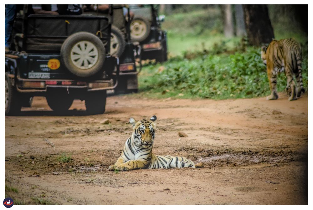a sub-adult tiger that has plonked itself in a small puddle of mud to keep itself cool, and looking at jeep right in front. on left top you see another sub-adult walking further ahead towards the other jeeps.

the left top shows a line of jeep standing next to each other. 