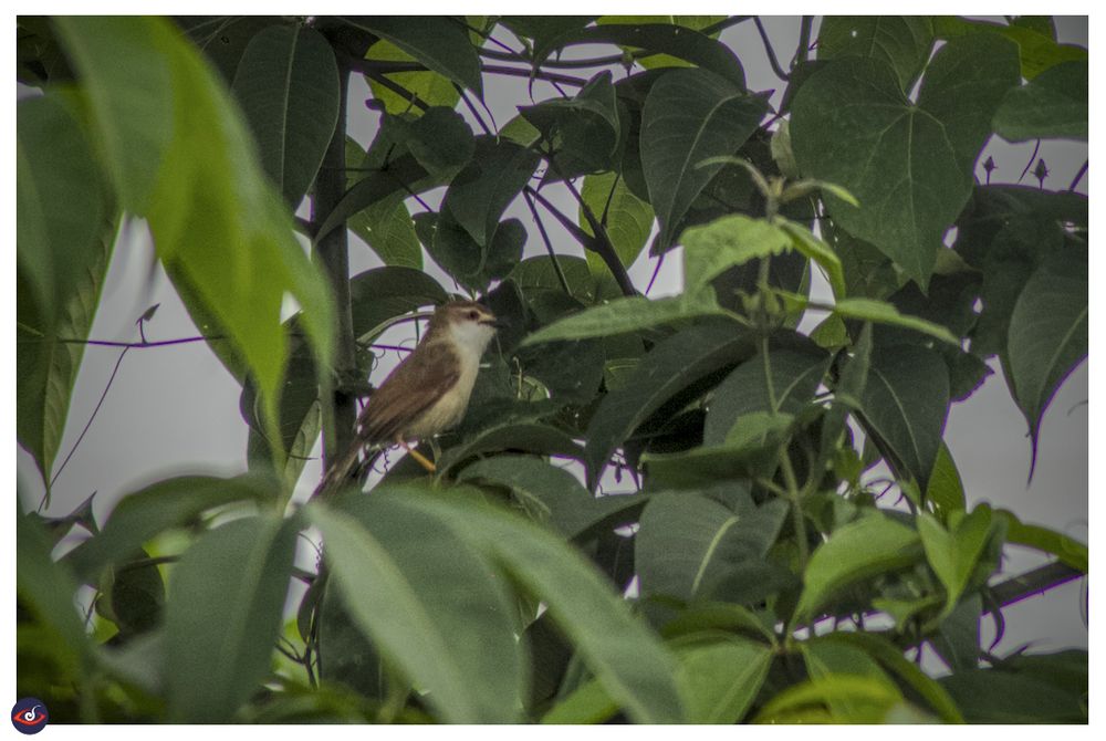 a small bird with red eye black beak, brown cap, nape and wings. the chest is white. it has yellow legs. there are green leaves around 