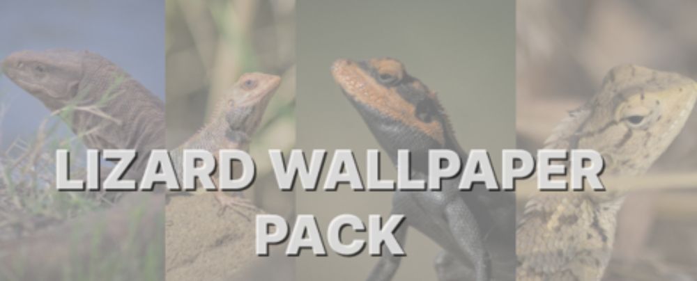 Lizard Wallpaper Pack (Phone) - Lucid Illusions's Ko-fi Shop