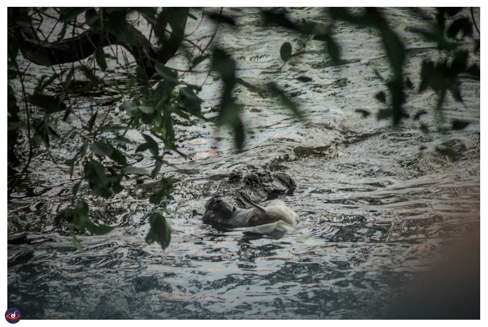 a crocodile mostly submerged in the lake water, there is a large fish in its moth. the left top shows the tree under which the crocodile spends most of its time. 