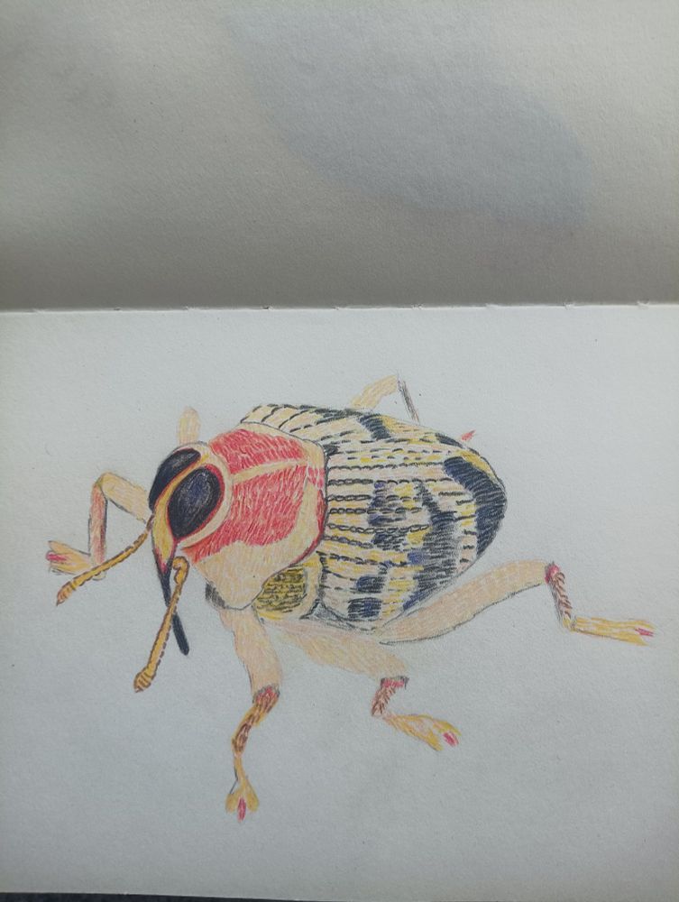 An artist's impression of the photograph of the weevil in the quoted post. 

Drawn with color pencils. 
