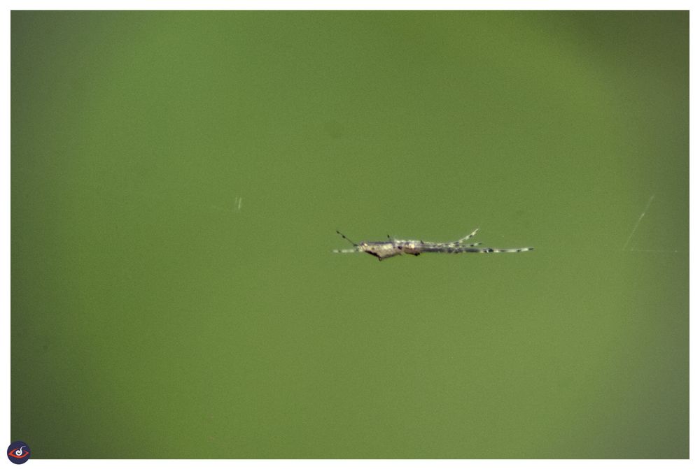 a spider stretched out - taken from the side -- its body is mostly white to light brown and lots of black spots/stripes. 