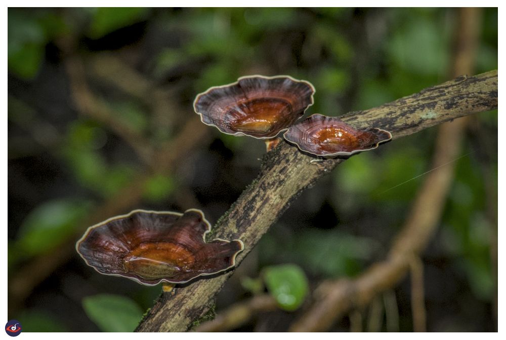 three flat-ish mushrooms on a single branch - they have a saucer shaped structure. there is water (from rain) collected in them. 

they are yellow - orange - brown in concentric circles. 