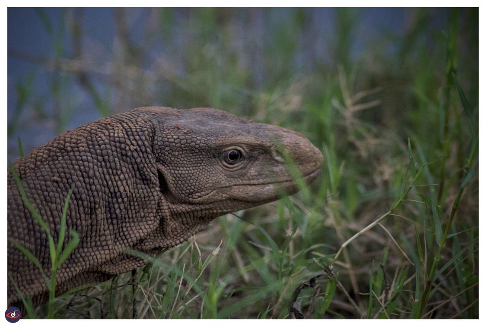 photograph of the same lizard from an alternate angle as we got closer and it moved as well. the scales/wrinkles/bumps on the body are more easy to see. 

the eyes are focused further in the front and not towards the photographer (on its right side) 
