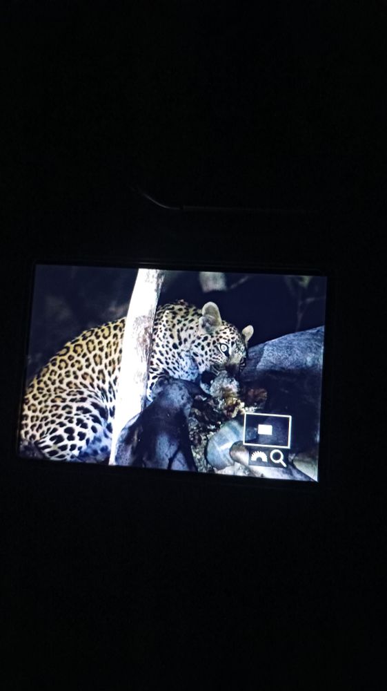 Photograph from behind the camera screen. A leopard is eating a cattle. There's a branch in front of it. 