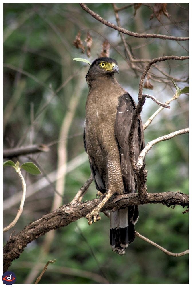 a bird of prey with yellow eyes and mostly dark brown to black feathers, perched on a branch. 