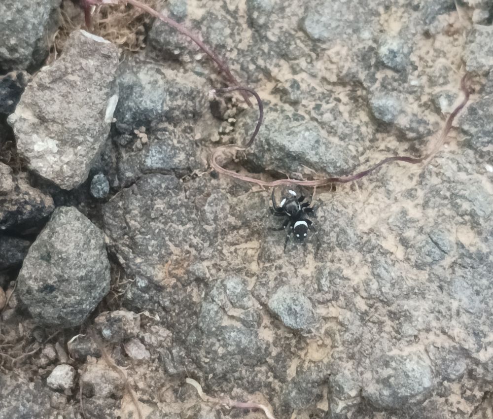 A small black spider with white stripes and dots. 