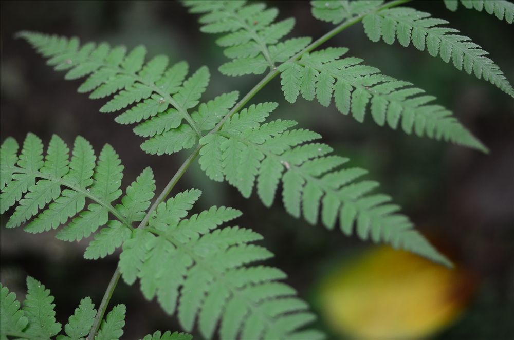 a close up of a frond showing the leaf like structure of the fern. 