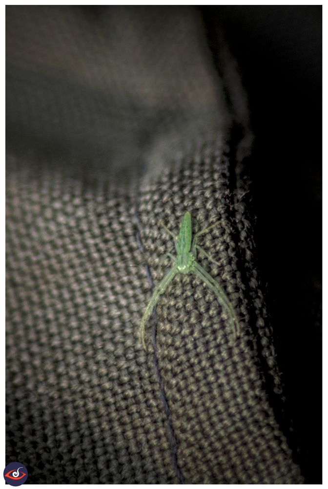 a small green coloured crab spider that decided to hitch a ride on my camera bag inside the jungle. 

it has two of its front leg very long and in a V shape (as if offering a hug) 
