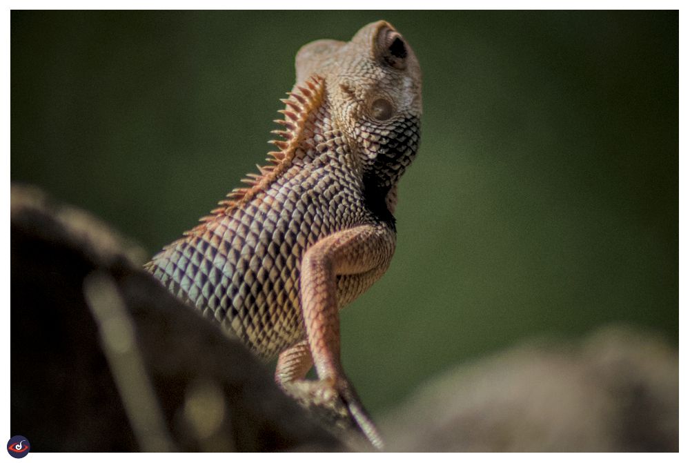 a fan throated lizard, looking away from the photographer - photographed during noon as it basked in the sun. 

you can see the scale, its various shade of orangeand black. you can also see the spikes on its back. 
