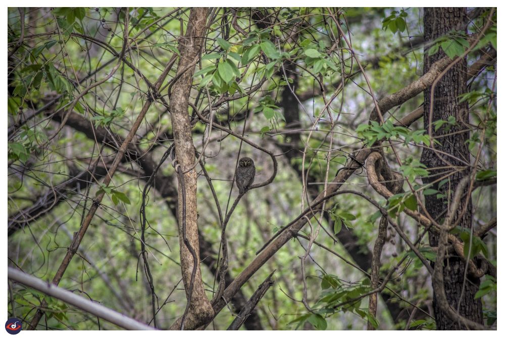 a jungle owlet photographed from far, it is perched on a branch, and there are lots of branches of varying thickness and leafs all around. 