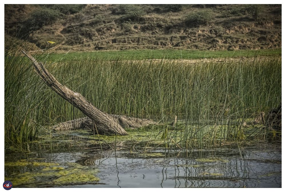photograph of a river bank, where there is a dead tree, and at its base a crocodile is basking in the sun. there are tall grass all around. further back is portion where locals farm. You can also see mountains with paths cut in it. 