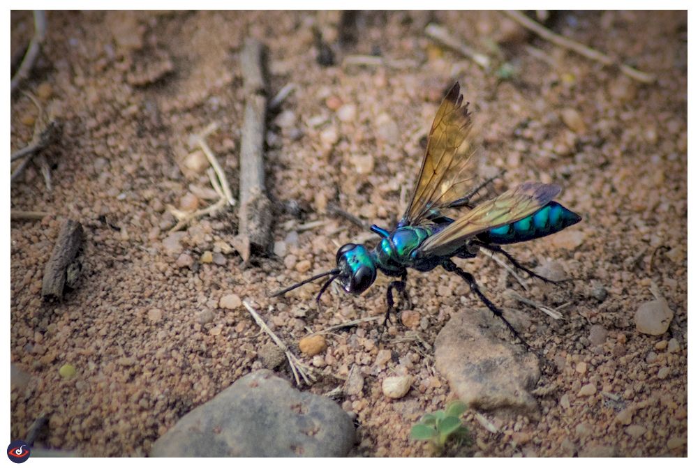 an iridescent blue coloured wasp with yellowish wings (one damaged) on the ground 

there is soul and stones, sticks around it.  