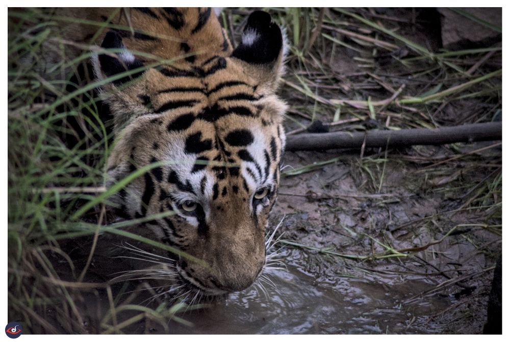 a close up of a tiger's head as she is drinking water from a puddle. you can see some grass on the left, and mud and more grass on right of her head. there's a small patch of water at bottom third of the the photograph.