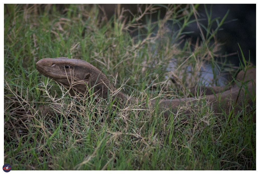 a monitor lizard sitting in the grass early morning. 