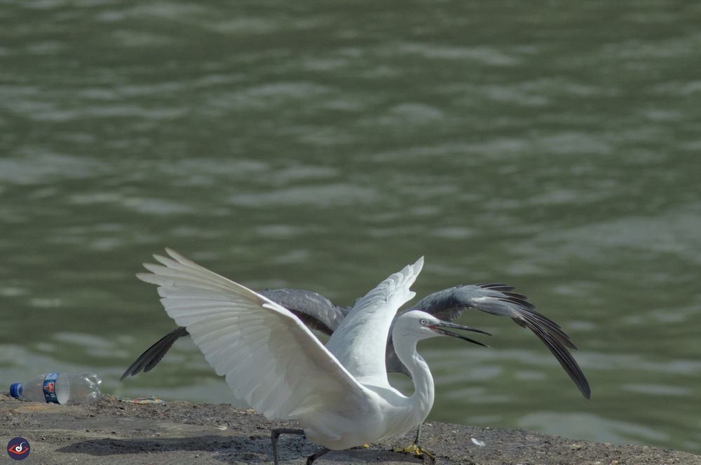 2 different birds, one white (in front) just got bitten/bullied by the grey bird behind it (you can see its wings) 