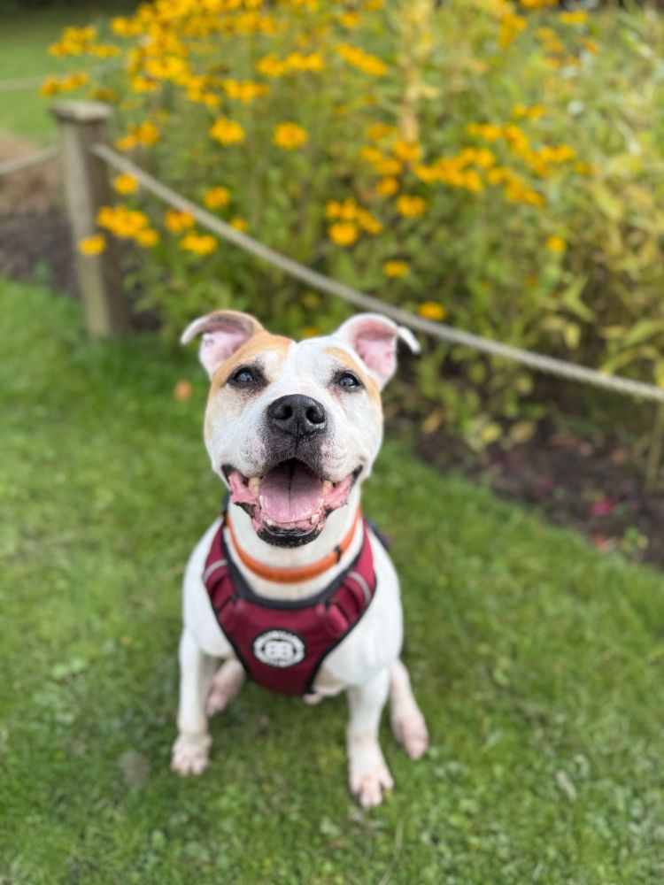 A white Staffy with brown patches on his eyes sits smiling at the camera. He is outdoors in a park surrounded by grass with yellow flowers in the background 