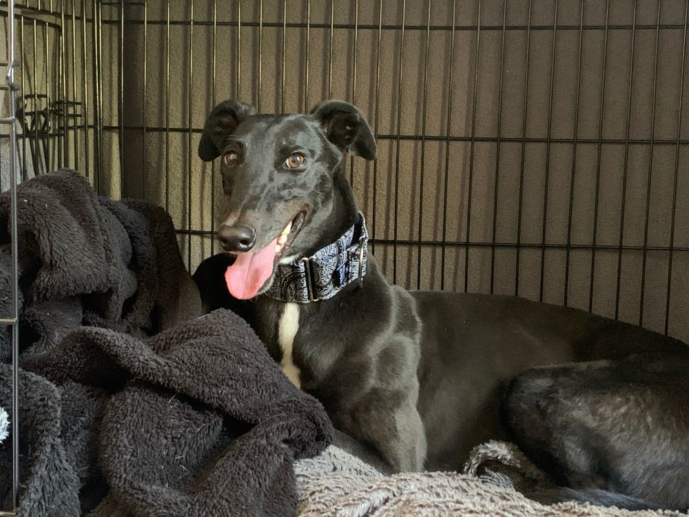 A black greyhound in a dog crate. 
She has a black and white collar on and a white patch of fur on her chest. 
Her tongue is sticking out. 