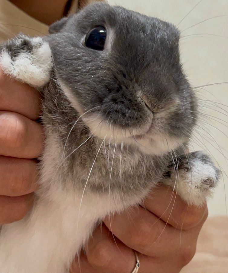당신을 바라보는 토끼. 머리는 연한 회색 털, 상반신과 발바닥은 흰색 털로 덮여 있습니다. 어떤 사람이 토끼 뒤에서 토끼의 양 앞다리를 잡고 있어서 토끼의 다리는 보이지 않습니다.