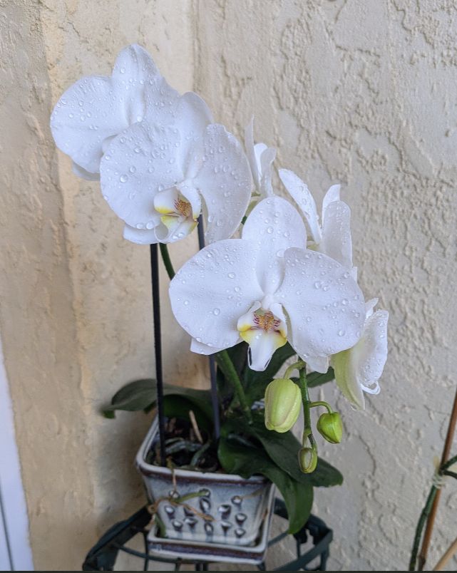 a blooming white Phalaenopsis orchid, opening in a nice waterfall shape, with buds at the end