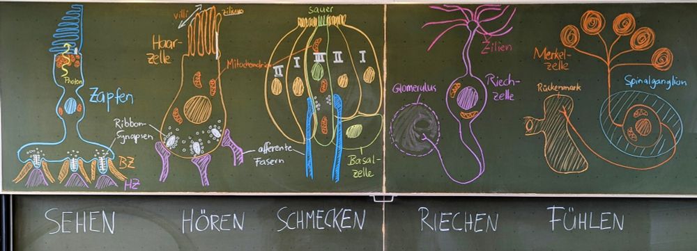 Das Tafelbild im Detail. Zu Sehen, Hören, Schmecken, Riechen und Fühlen sind jeweils Beispiele von Sinneszellen gezeigt, mit verschiedenen Farben in Kreide an die Tafel gezeichnet und beschriftet.
