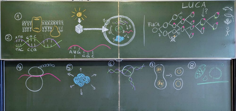 The black board. Apparently, the topic of the lecture was "The Cell". Drawings indicate 1. Cell membrane 2. DNA 3. RNA transcription 4. Translation 5. Proteins 6. DNA Replication 7. Cell division 8. Cell organelles. The blackboard also shows the descent of LUCA, the first universal common ancestor of all life today from FUCA, the ancestor of all life that ever existed.