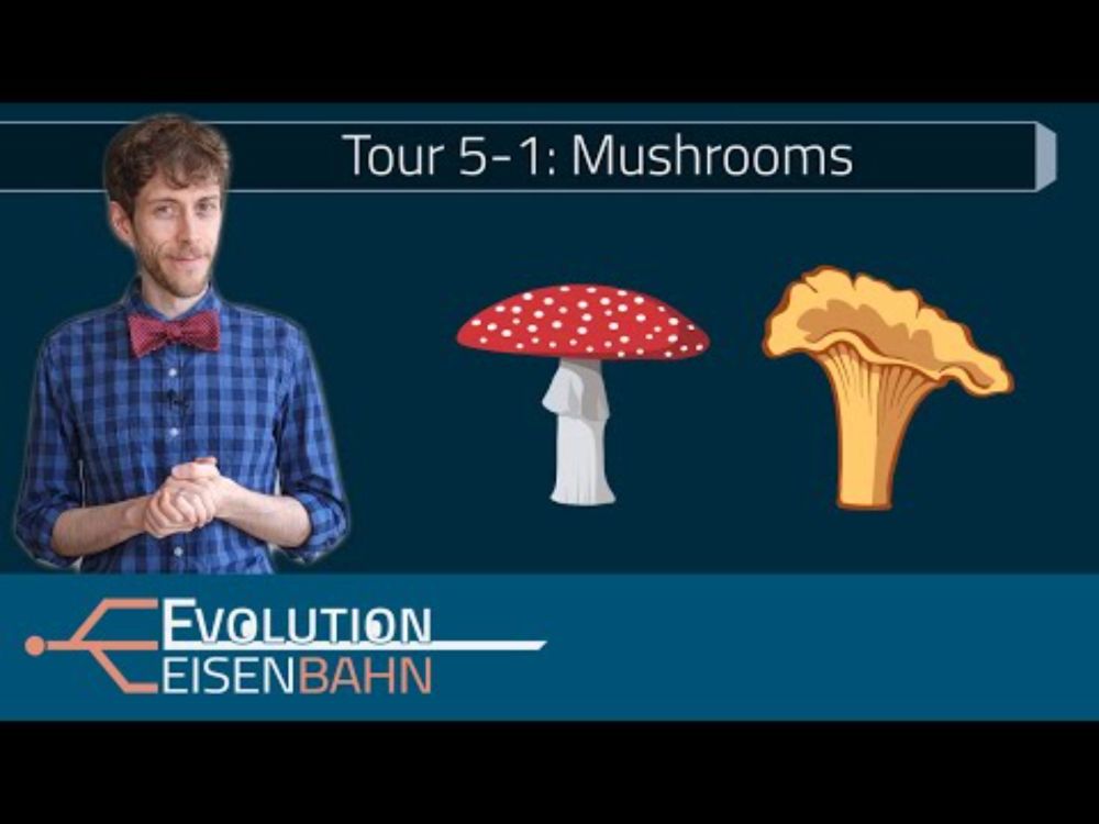 Tour5-1: Fungi – Mushrooms
