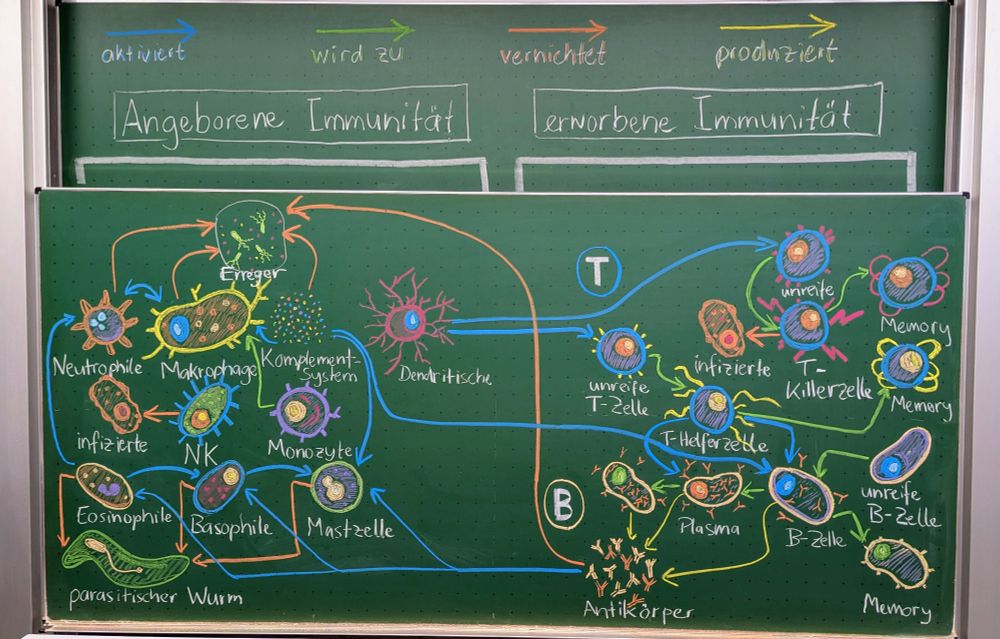 A diagram of the cells of the immune system and its cells drawn on blackboard with colored chalk