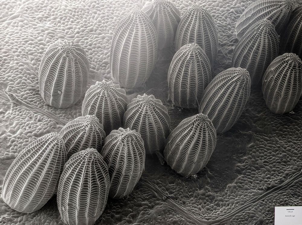 The eggs are upright oval shapes with a net-like scaffolding on the outside.