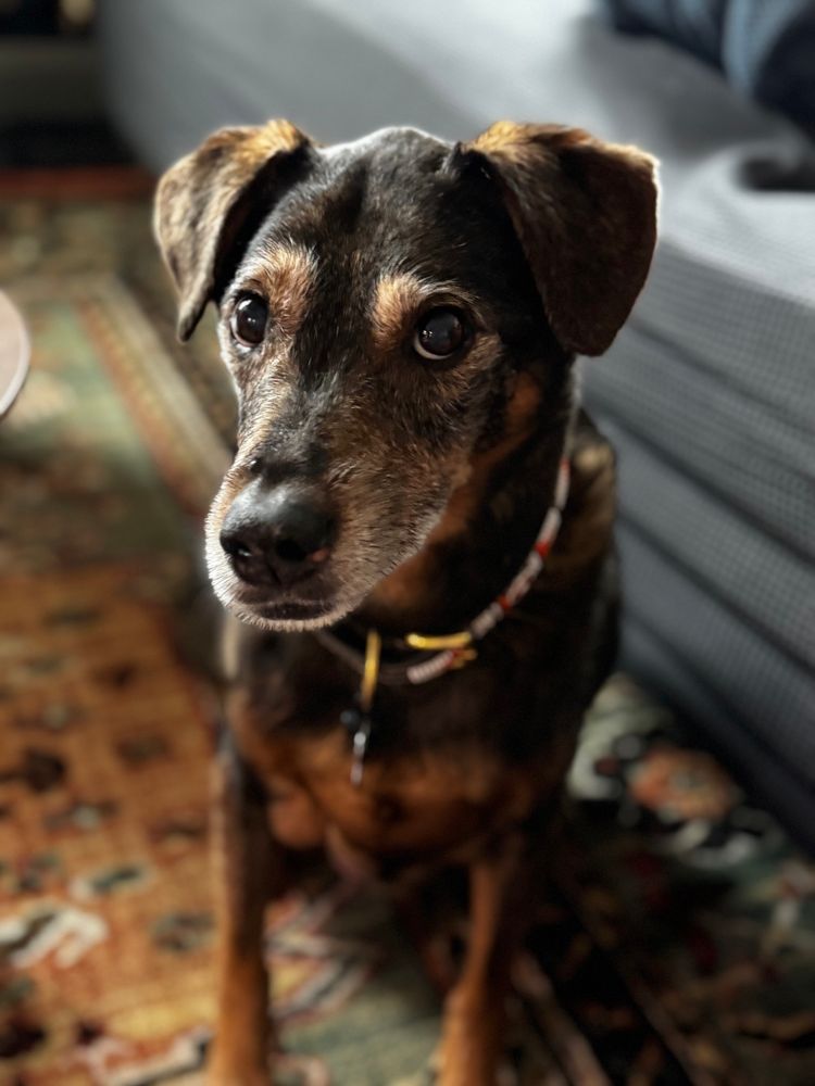 An eleven year old rescue mutt sits very politely on a rug in front of a couch covered in a slipcover because he sheds handfuls of fur every day, turning his head and showing puppy eyes because he wants a second breakfast 