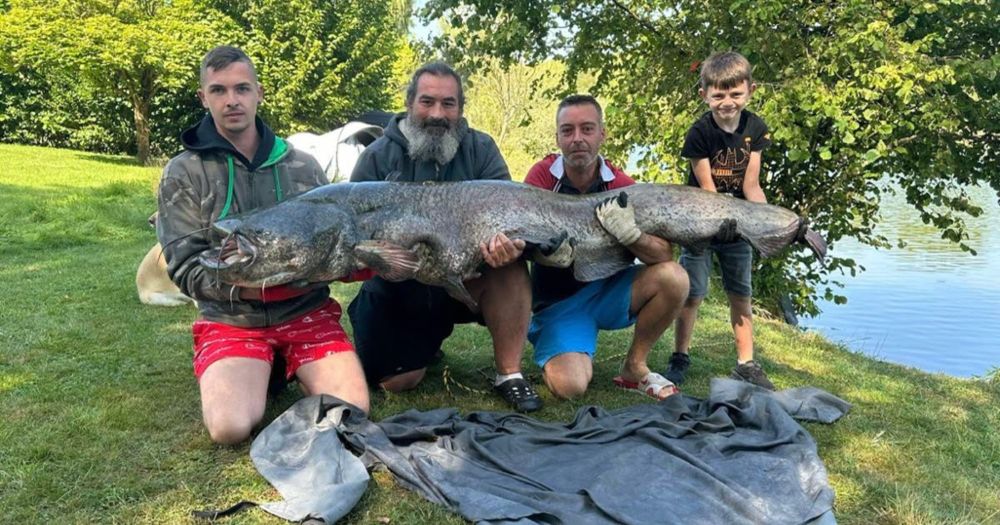 Saint-Vit. Un silure de 2,23 m pêché dans le Doubs