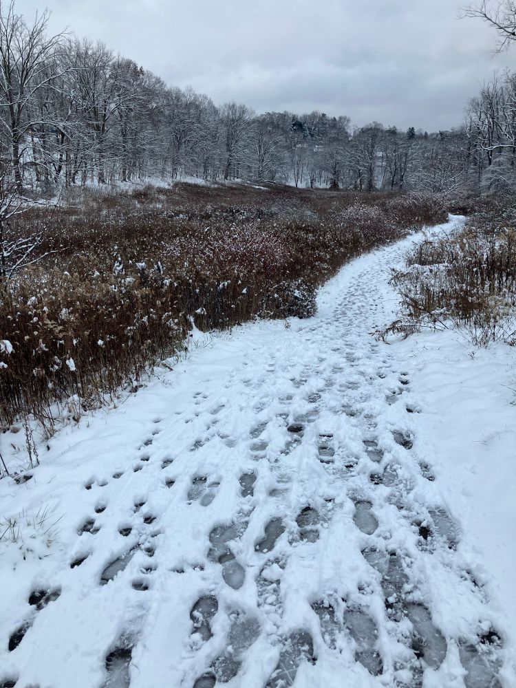 Snowy path with walker’s footprints, auburn and violet brush off to the sides with cotton like snow on tops of wild grasses. Snow covered ground under snow covered branches of trees almost like a black and white photograph with a cloudy gray sky, a couple grayer clouds pouting in more right side top of the photo.
