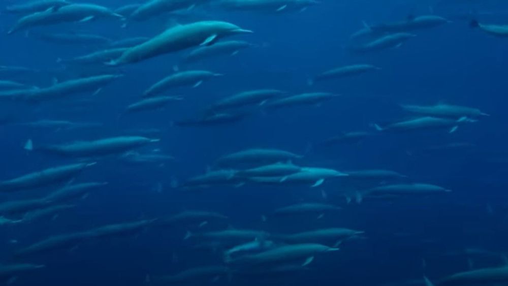 Watch a huge megapod of acrobatic spinner dolphins in incredible, rare video