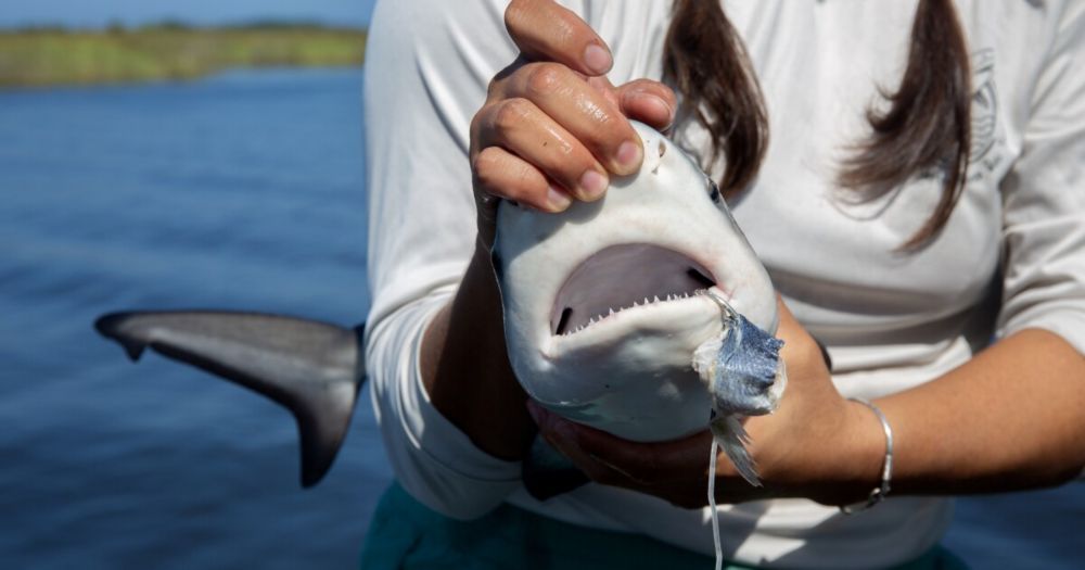 In search of bull sharks, where manatees roam