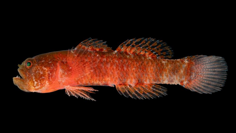 New ‘grumpy’ fish species discovered in the Red Sea