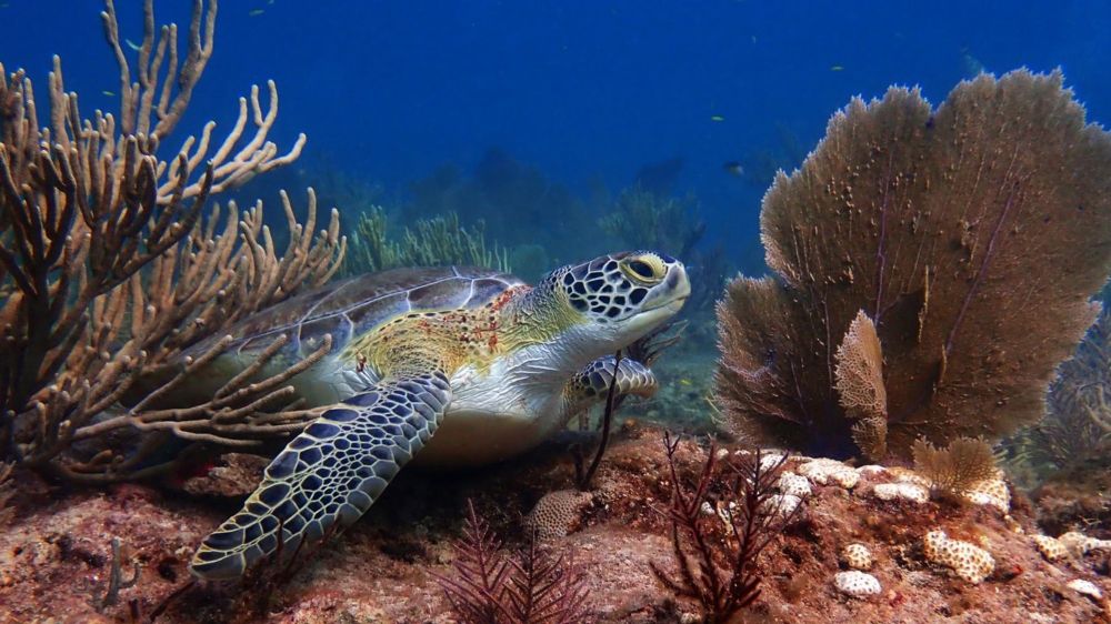 South Florida sends 300 critically endangered corals to Texas in effort to save reefs