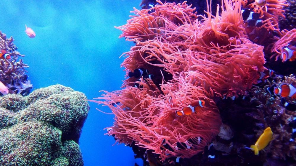 How climate change is wreaking havoc on the coral ecosystem worth $375bn annually