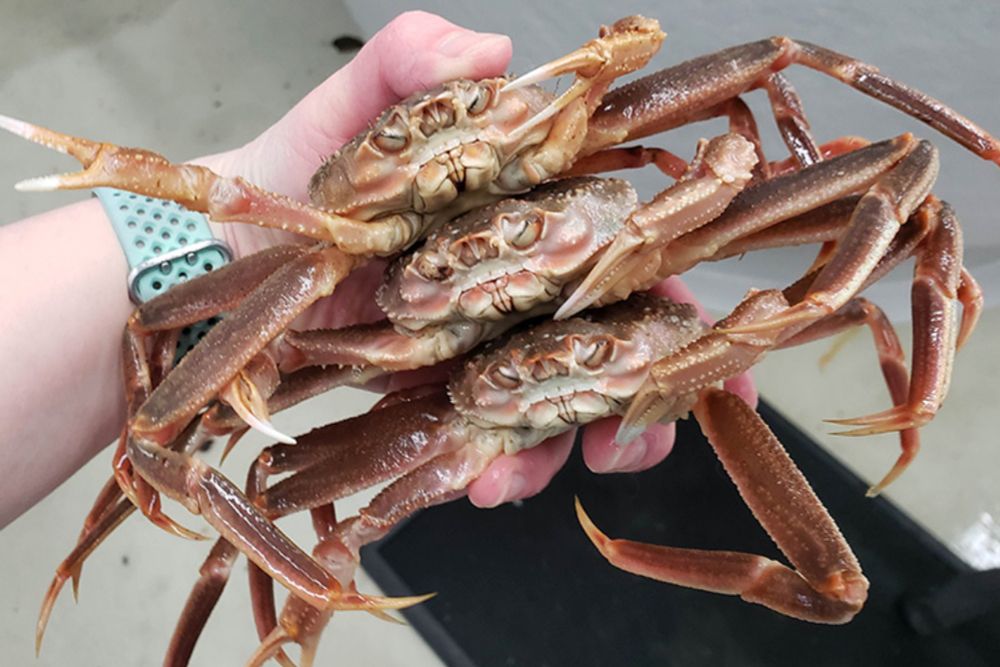 Snow Crab Collapse Due to Ecological Shift in the Bering Sea