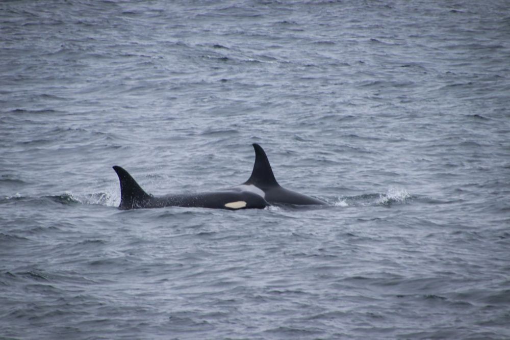 Orcas challenge the Bering Sea's black cod industry