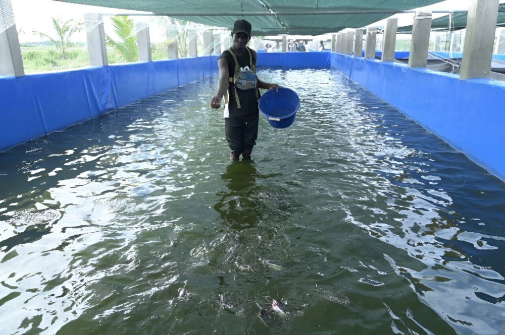 Senegal looks to aquaculture as fish stocks dwindle