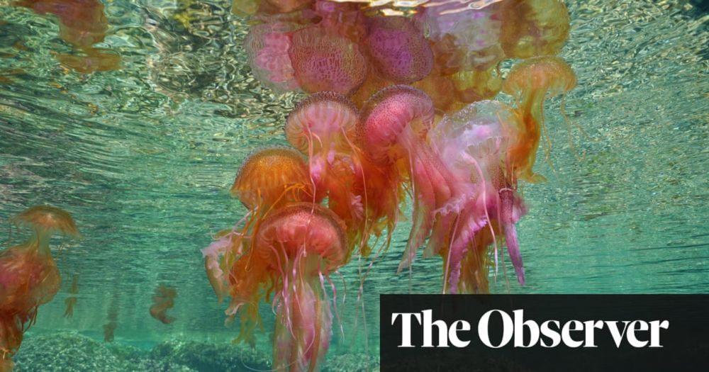 Resorts on Spain’s Costa Brava struggle with invasion of jellyfish as seas warm