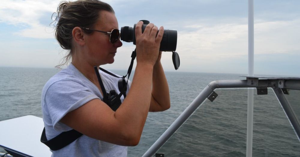 Researchers are on a mission this summer to learn more about right whales in the Gulf of Maine