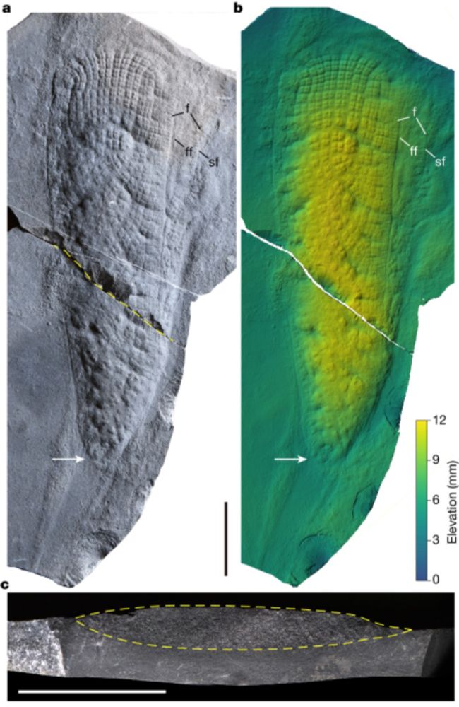 A late-Ediacaran crown-group sponge animal - Nature