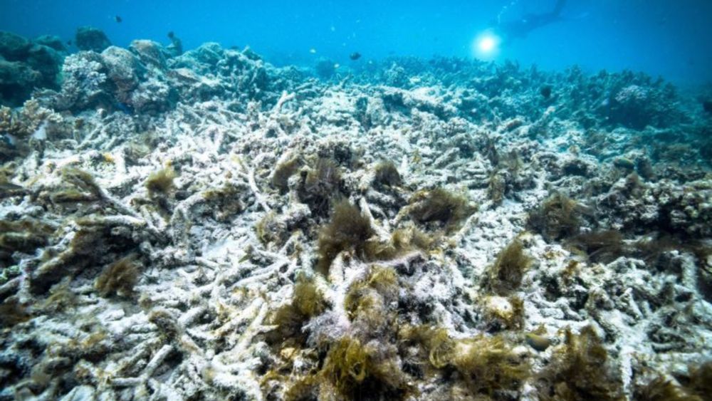 Australia’s Great Barrier Reef suffers ‘extensive’ coral bleaching, as scientists fear seventh mass bleaching event | CNN