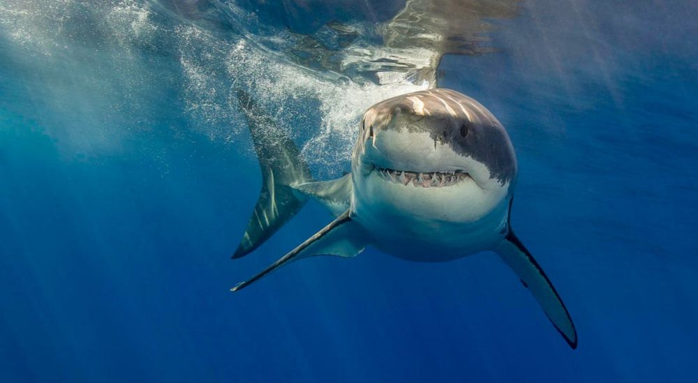 White Shark Behavior Under Cage-Diving Pressure