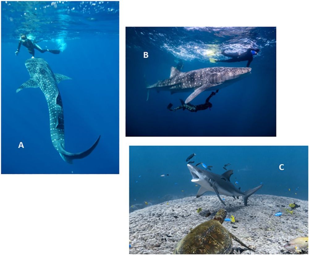 Frontiers | Internal organs and body tissues of free-swimming whale sharks (Rhincodon typus) imaged using underwater ultrasound