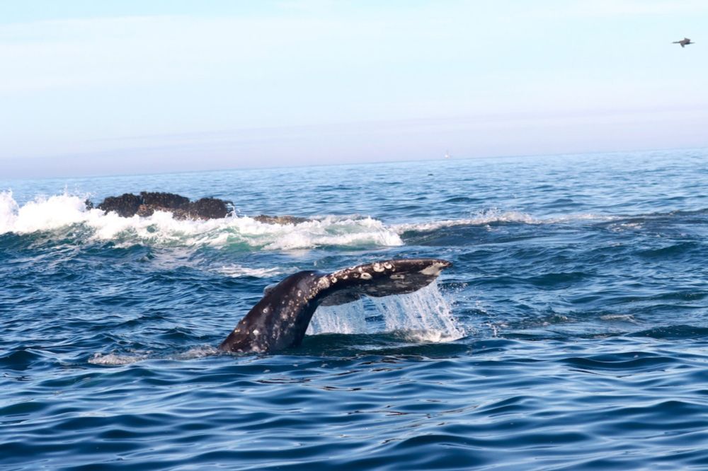 Drone footage shows acrobatics of foraging gray whales off Newport coast